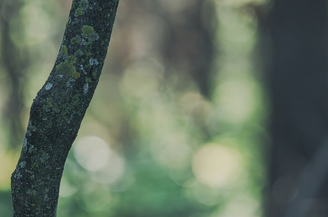 nature close up shot